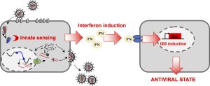 Imuniteto stiprinimas naujos kartos augaliniais interferono induktoriais
